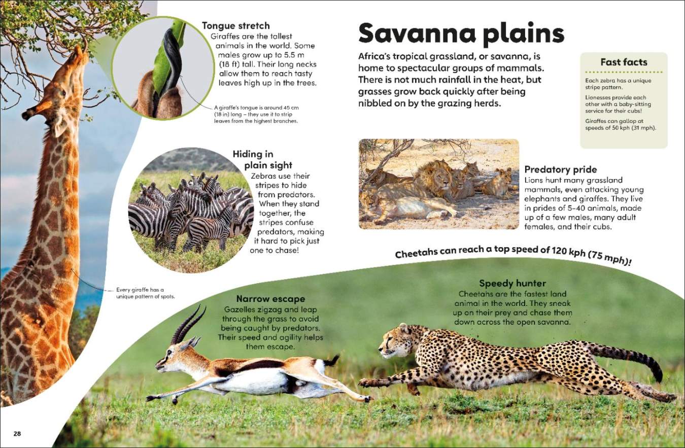 Eyewonder Mammals