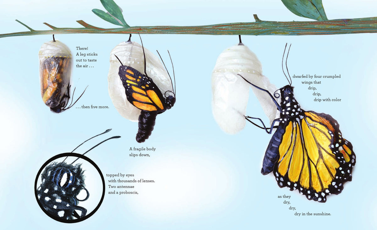 Kaleidoscope of Hope: How Butterfly Life Cycles Reflect Our World