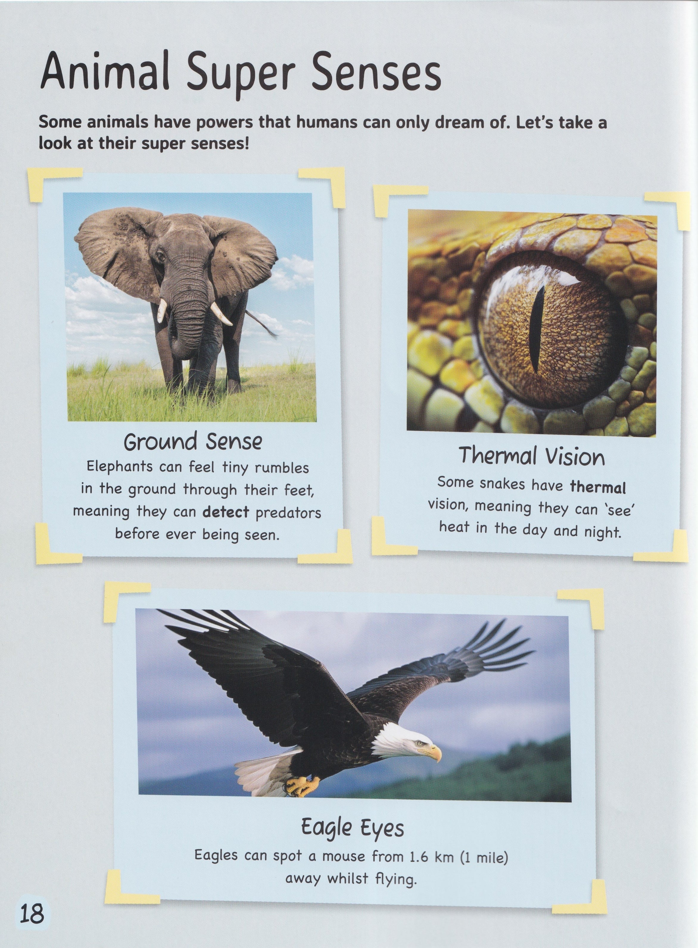 Nature: Amazing Animals