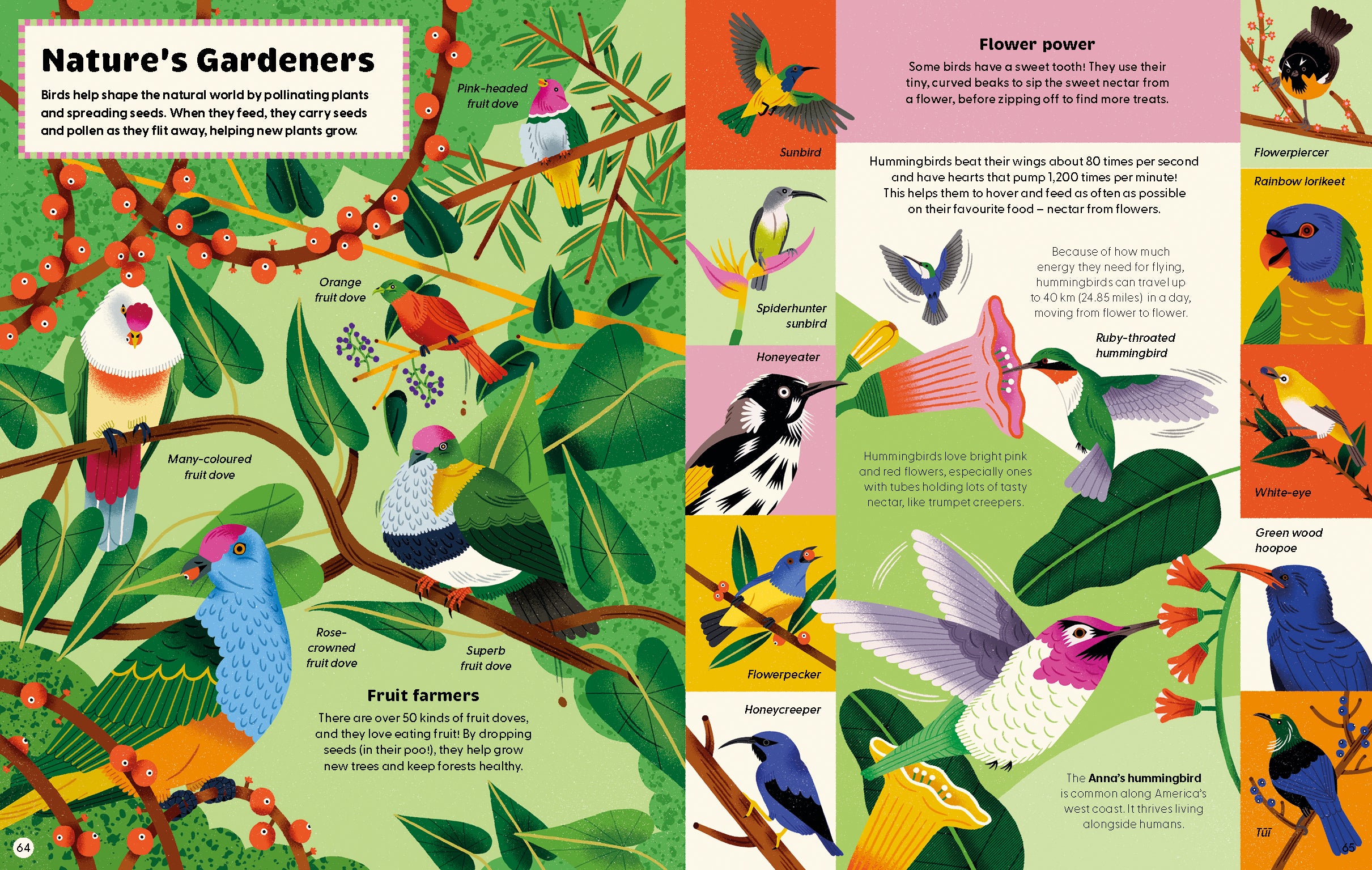 What Makes a Bird?: An Illustrated Guide to the Bird World
