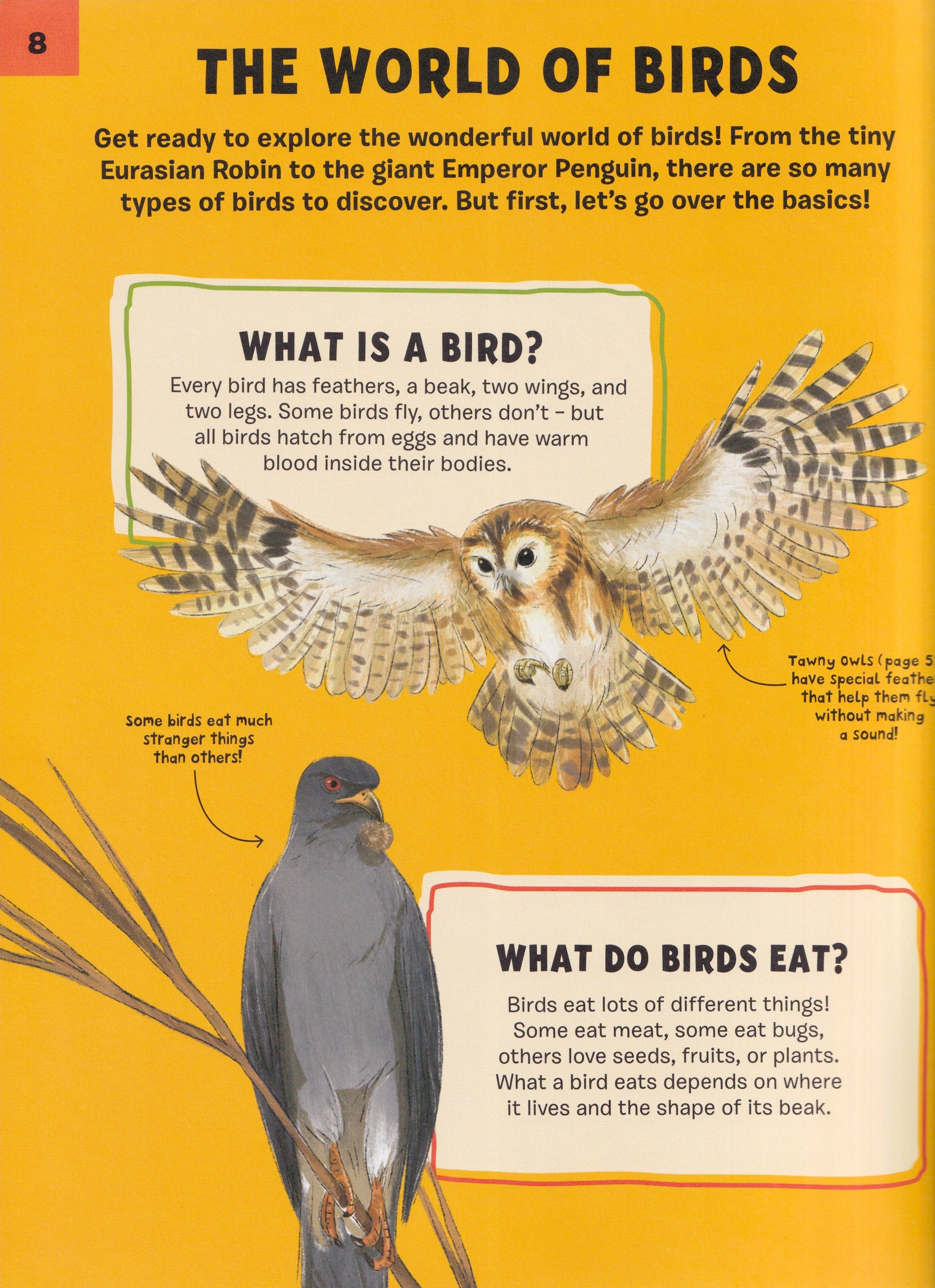 An Illustrated Guide To: 100 Brilliant Birds!