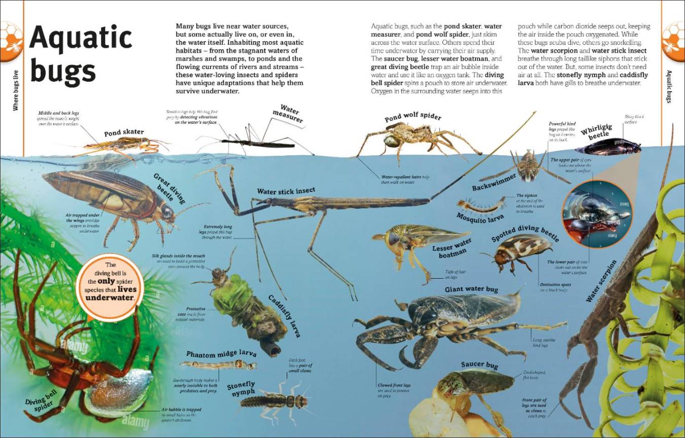 Bugs, Butterflies, Beetles and Bees