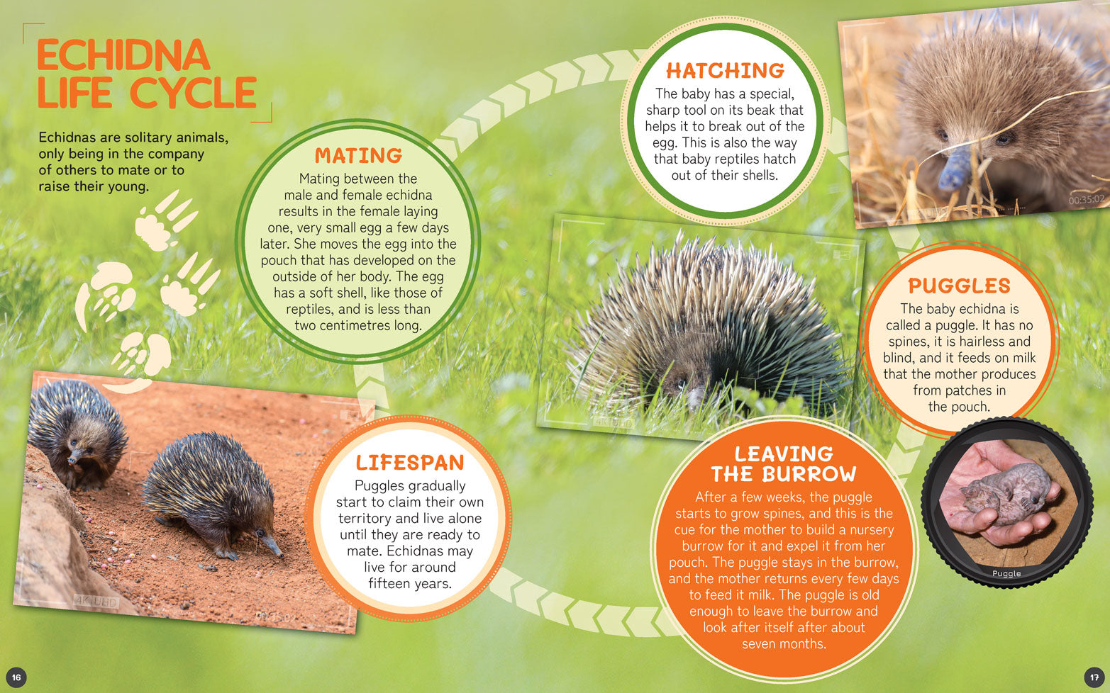 Australia's Remarkable Wildlife 10 Pack (Softcover)