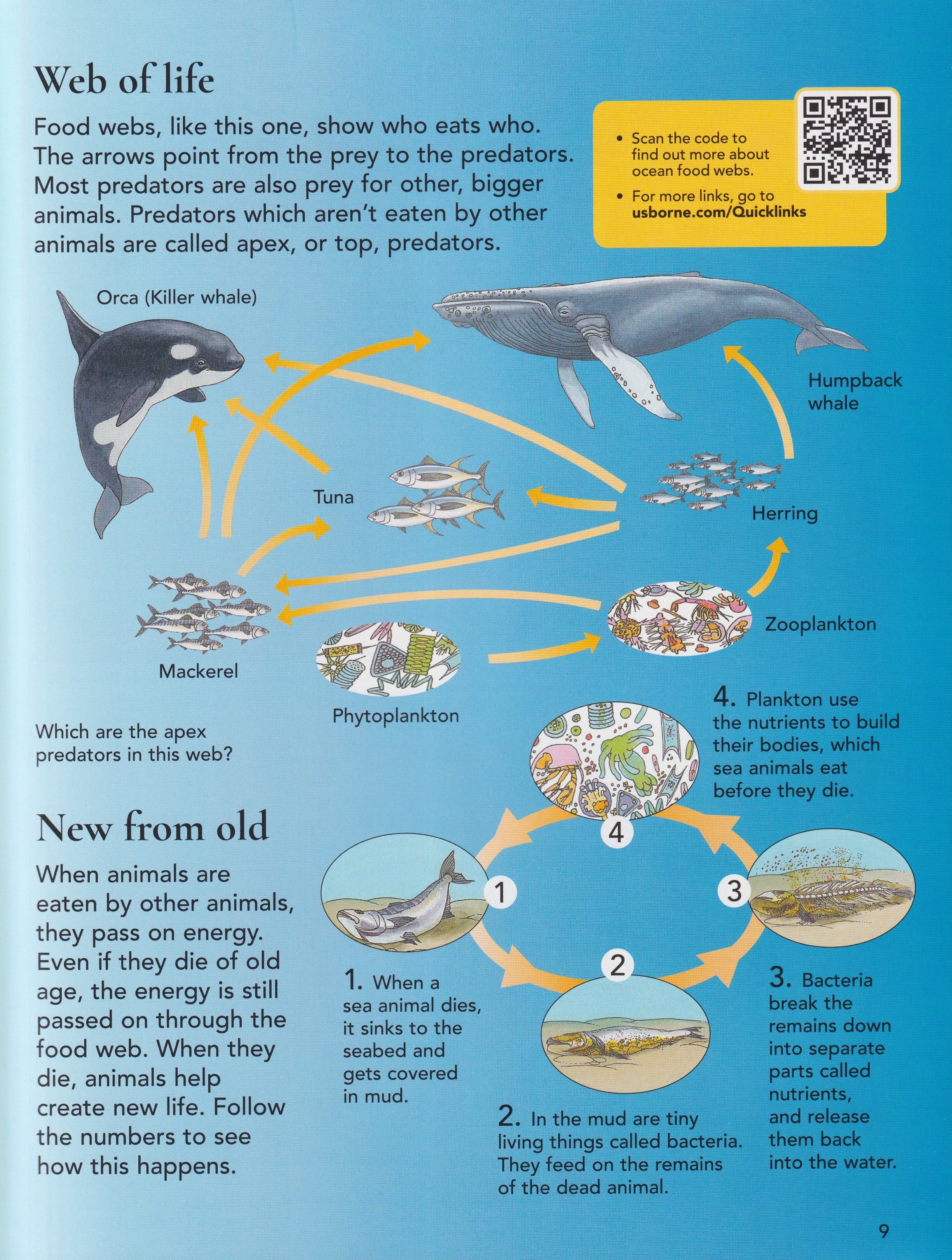 First Encyclopedia of Seas & Oceans