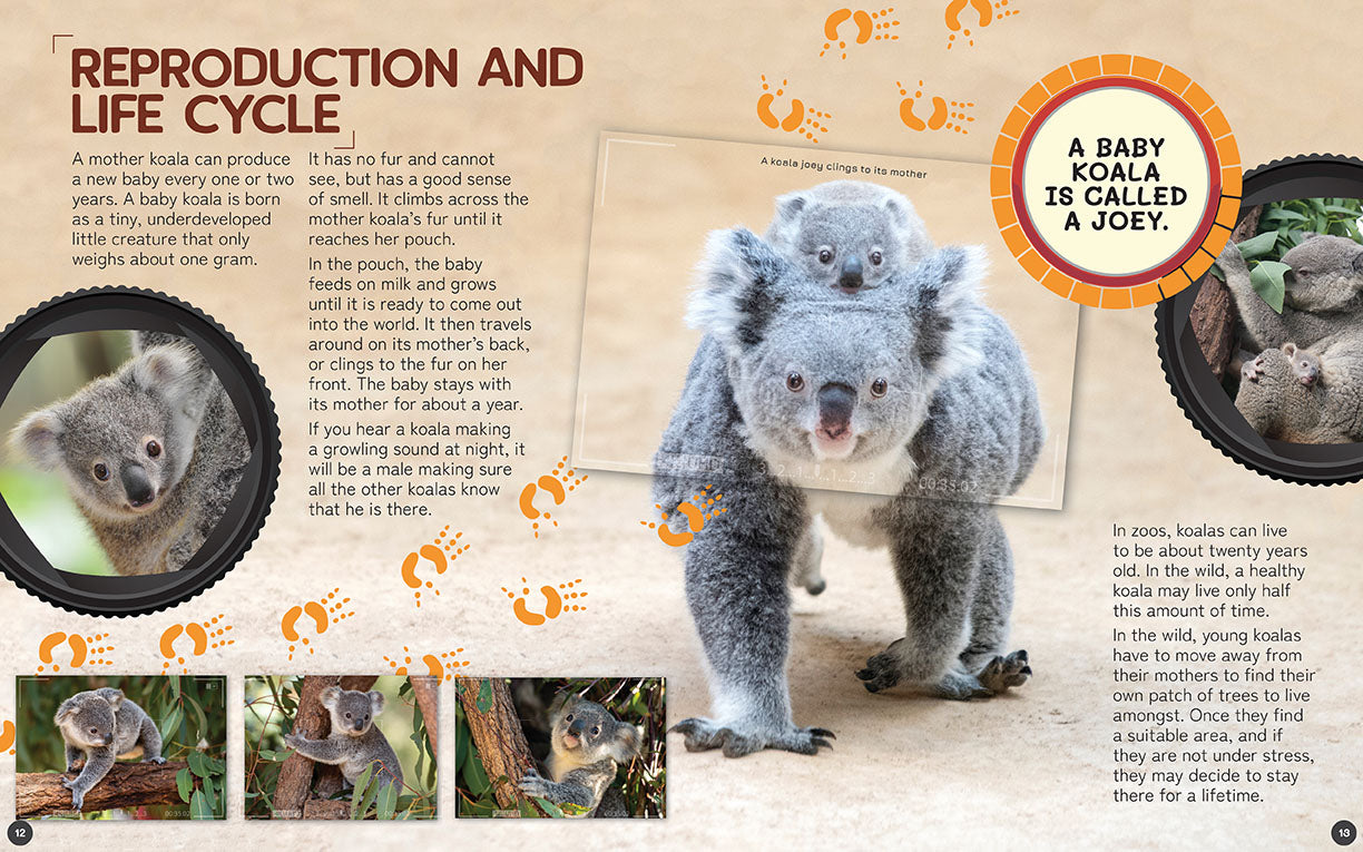Australia's Remarkable Wildlife: Koala (Softcover)