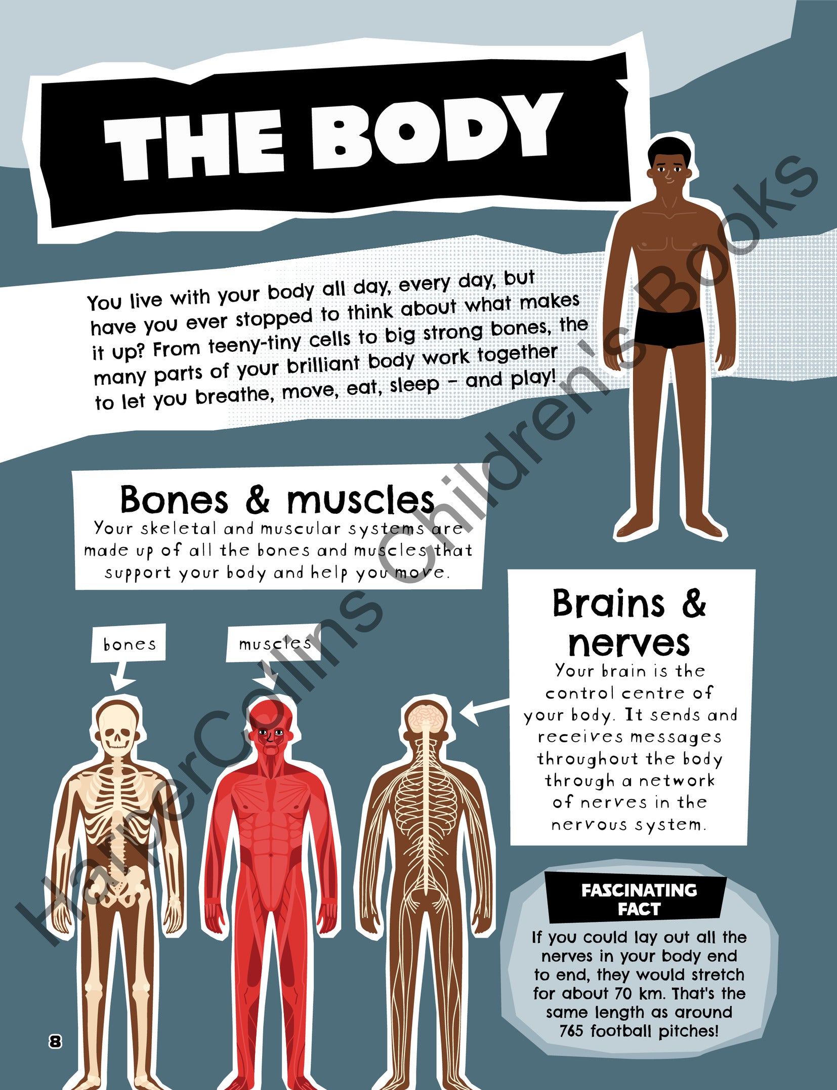 All About the Human Body