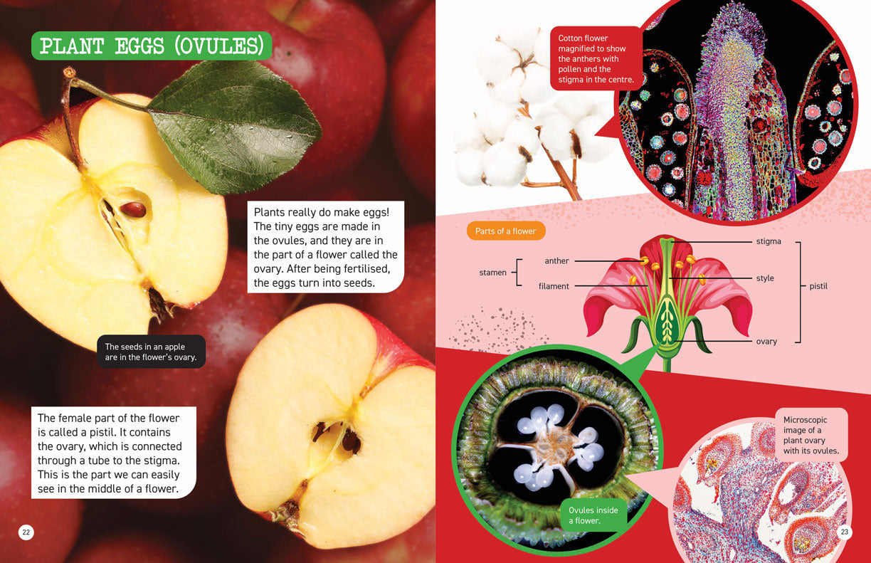 Microscopic and Hidden Life: Secrets Inside Plants