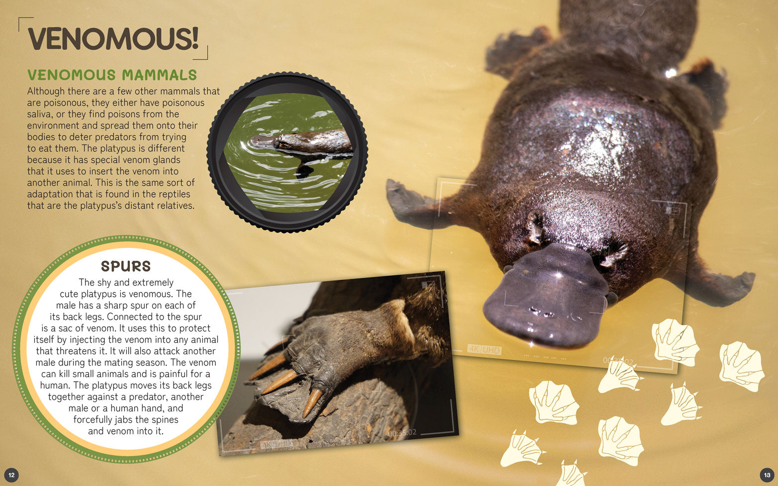 Australia's Remarkable Wildlife: Platypus (Softcover)