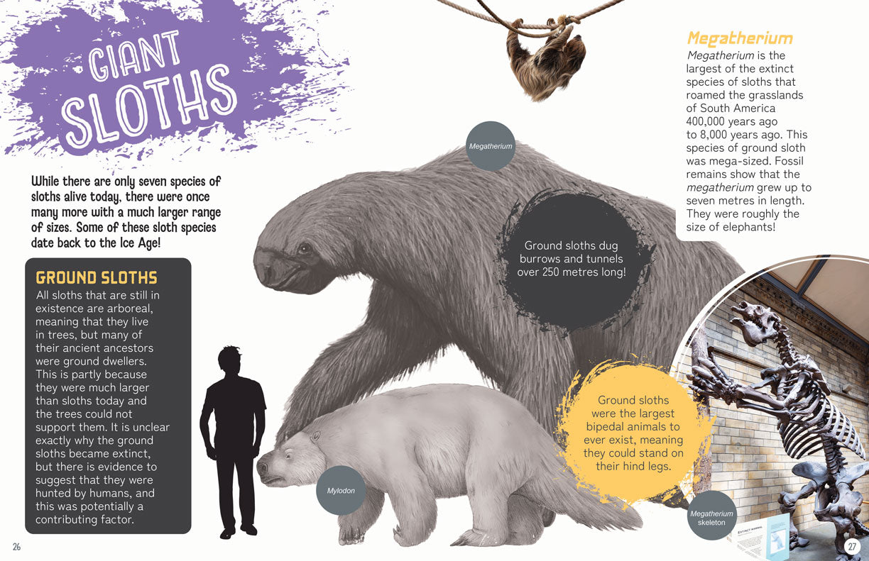 Remarkable Wildlife: Sloth