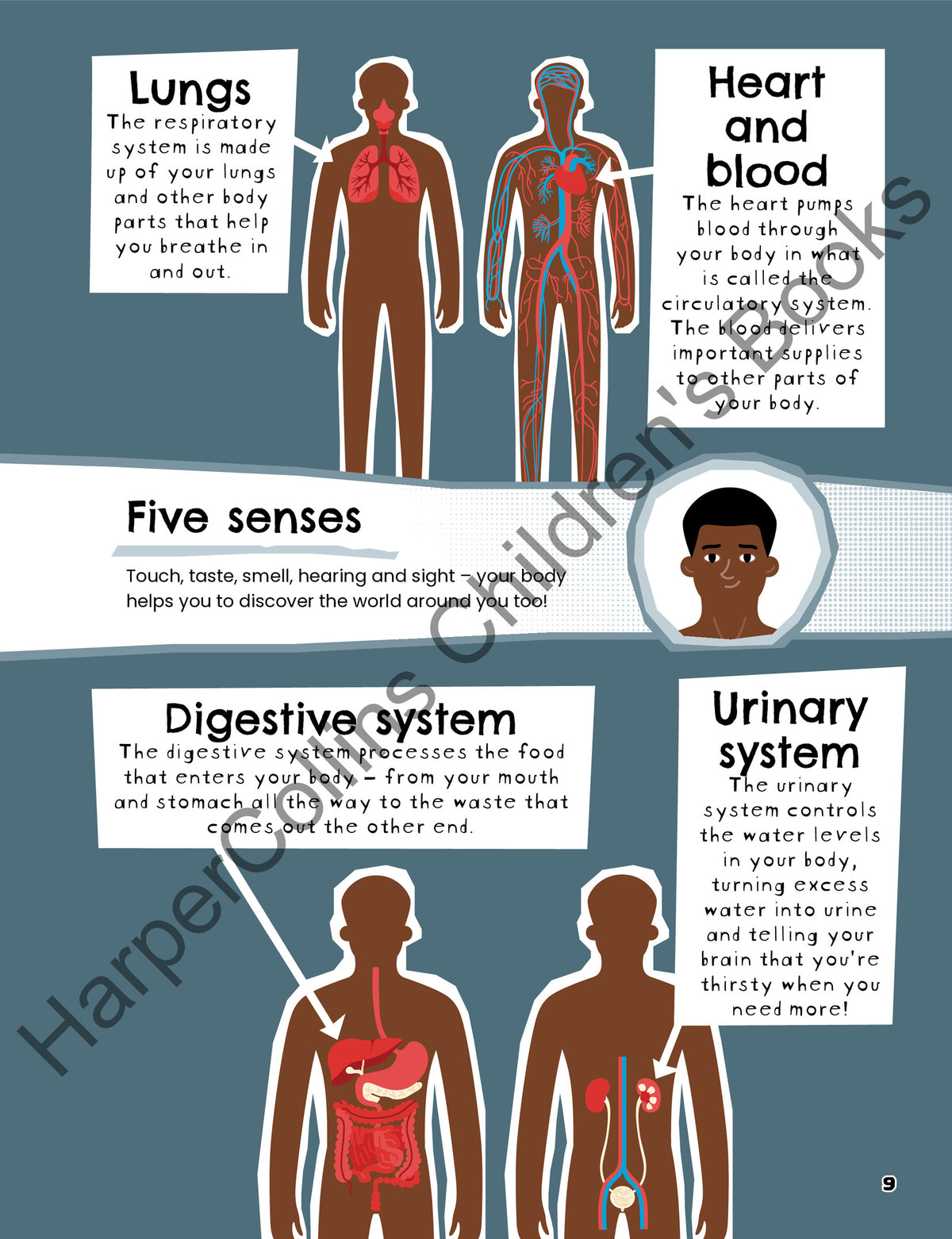 All About the Human Body