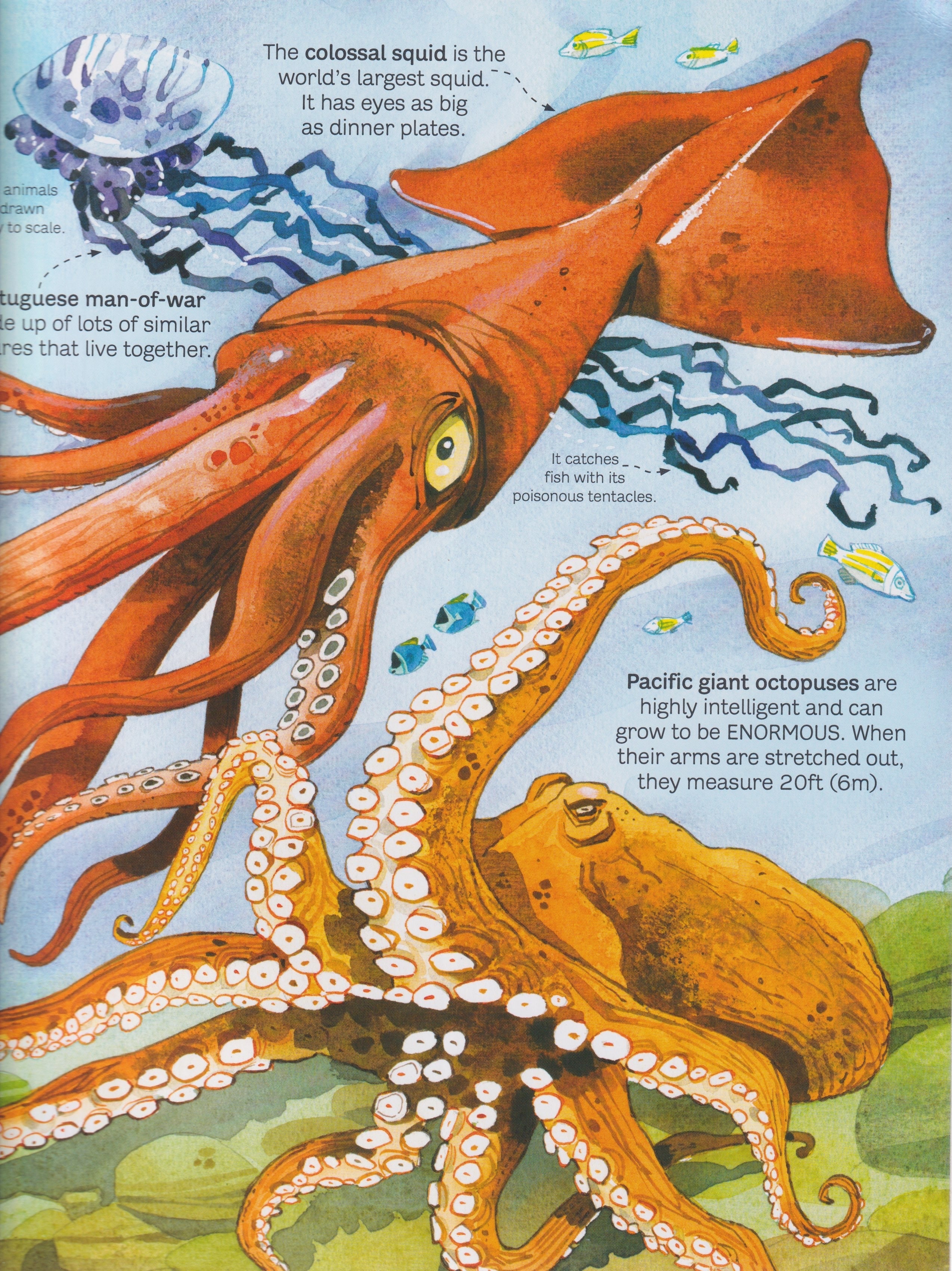 Big Book of Big Sea Creatures