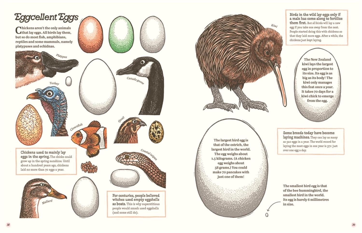Cluck!: The Eggstraordinary Story of Chickens