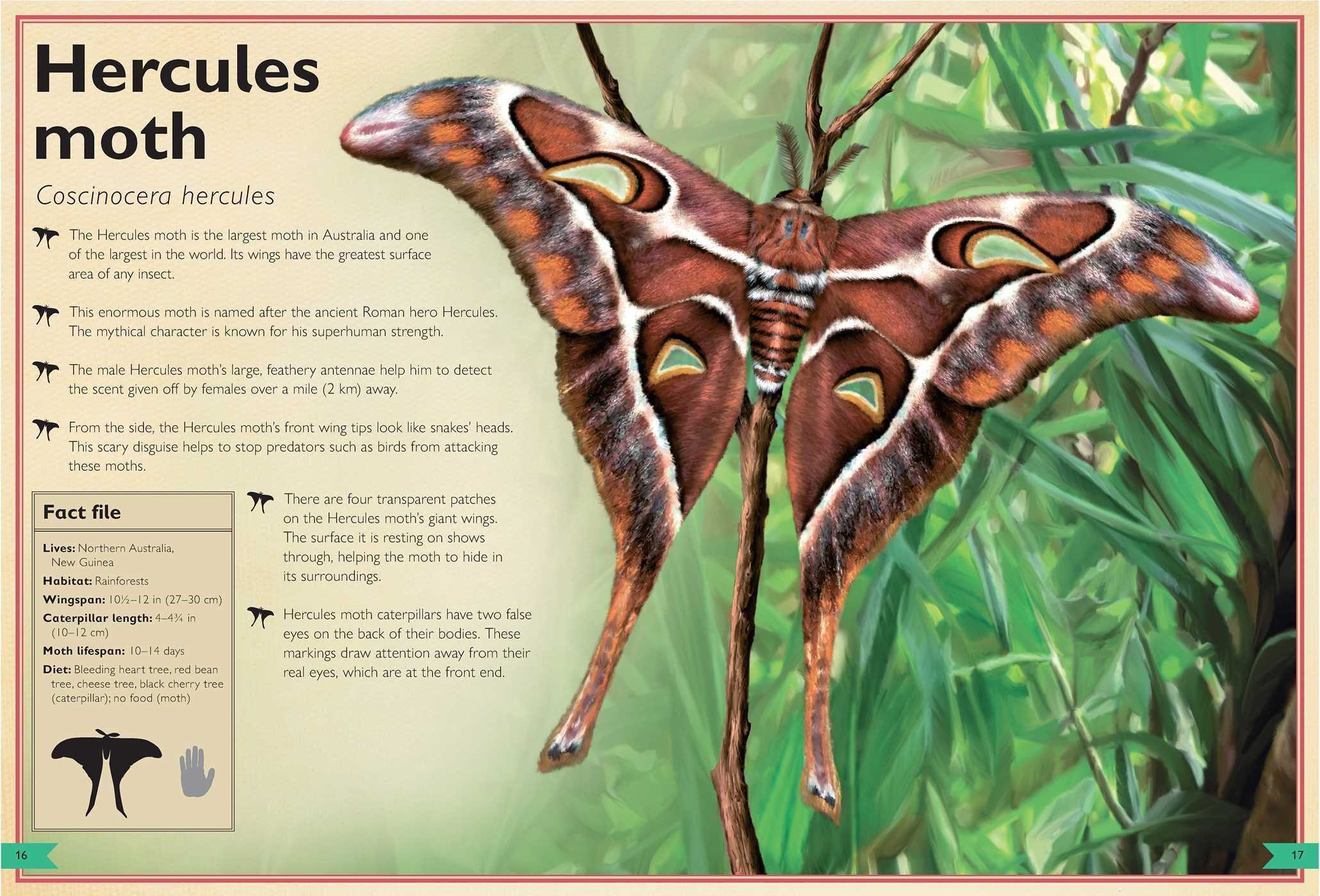 The Magnificent Book of Butterflies & Moths