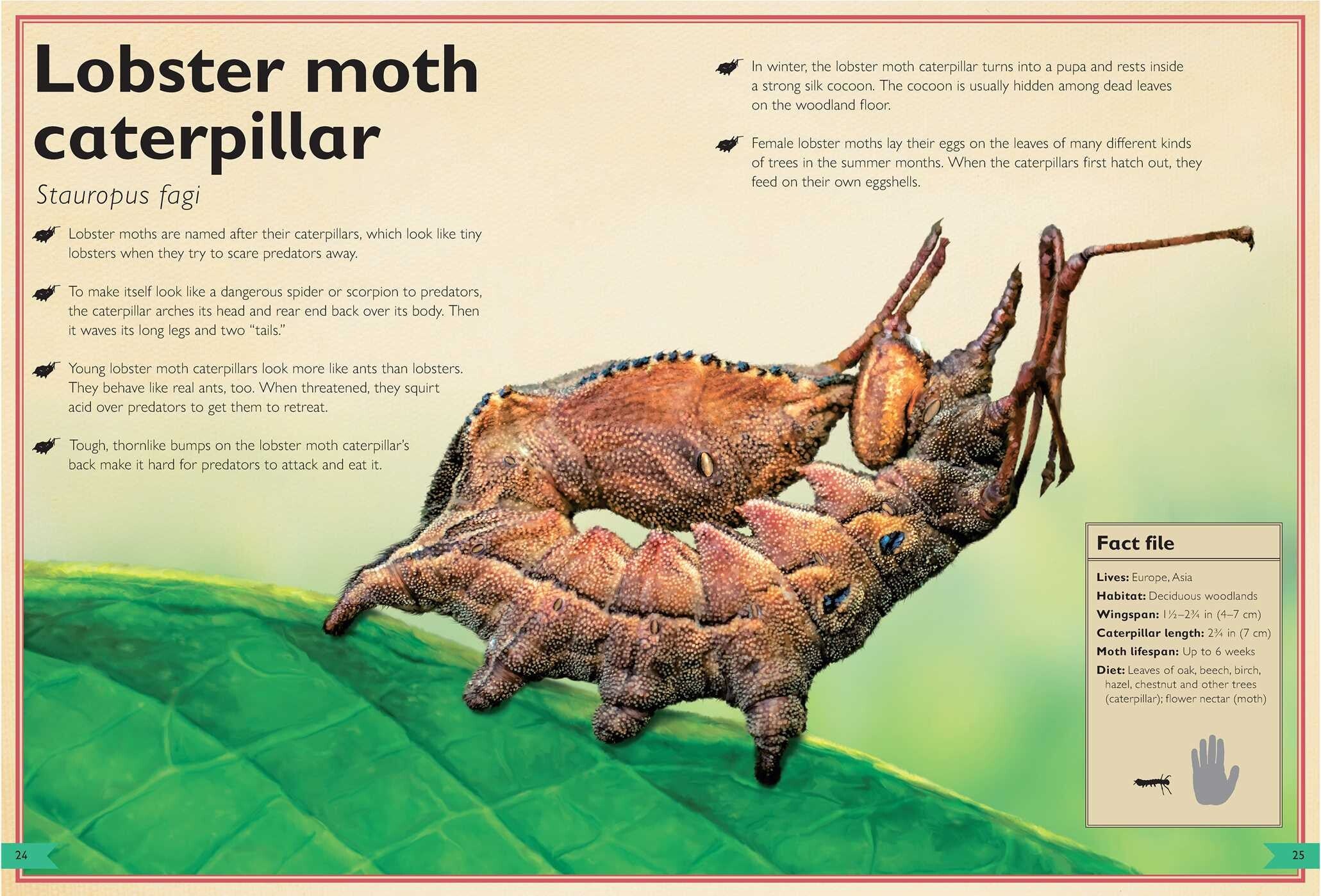 The Magnificent Book of Butterflies & Moths