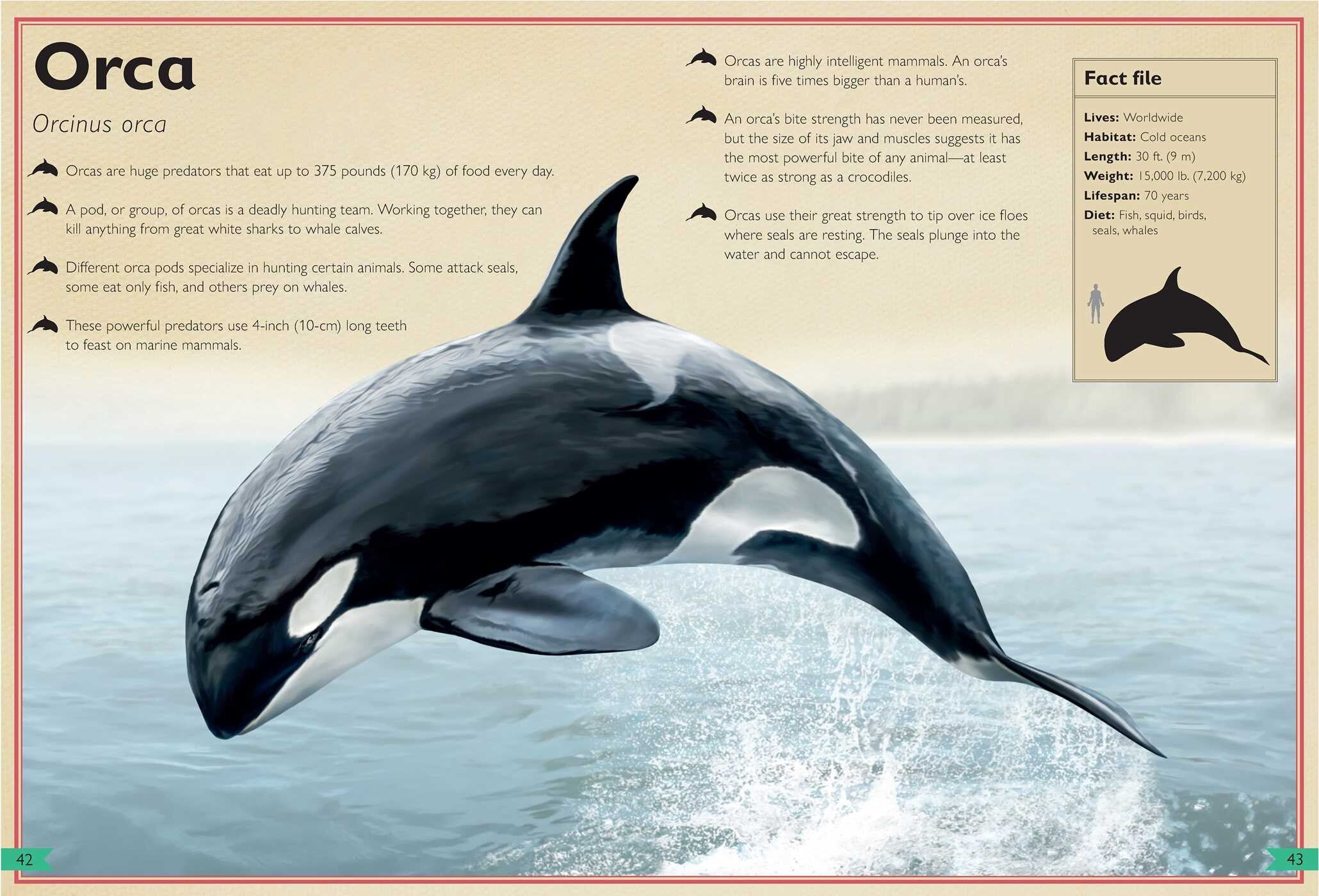 The Magnificent Book of Dangerous Animals