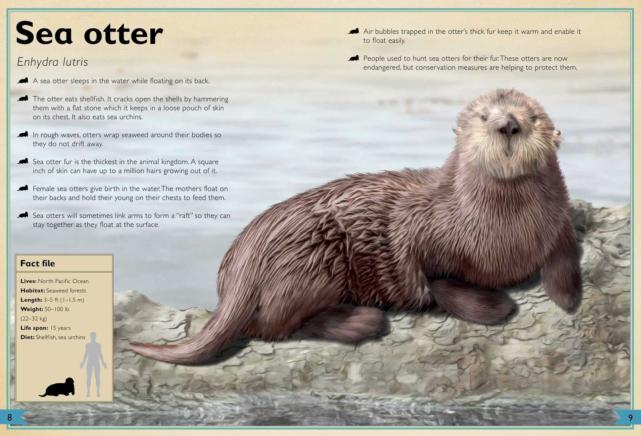 The Magnificent Book of Ocean Creatures