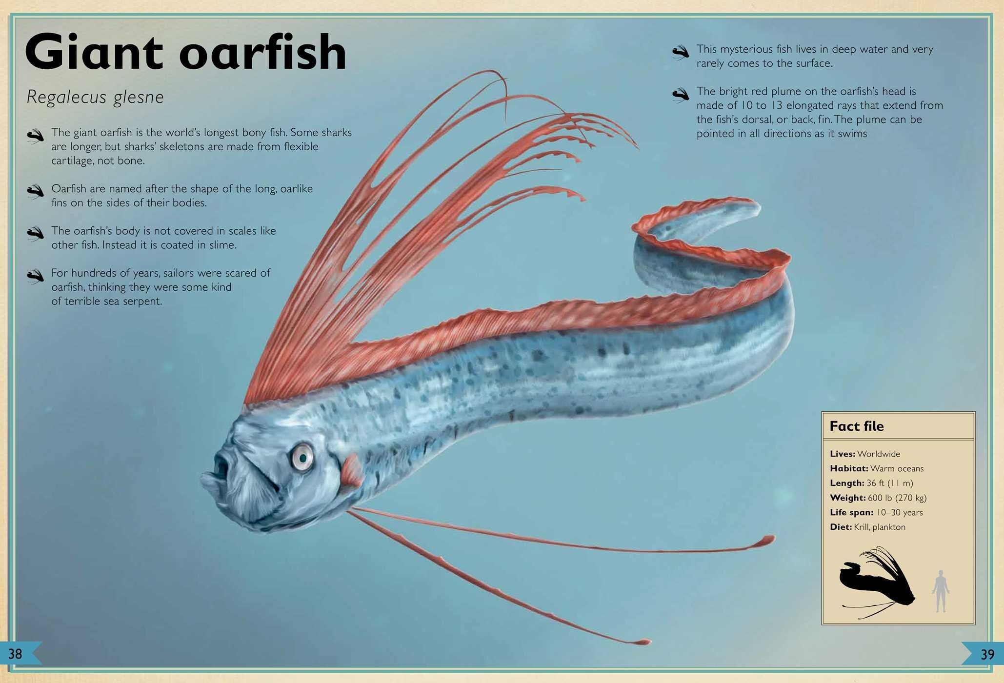 The Magnificent Book of Ocean Creatures