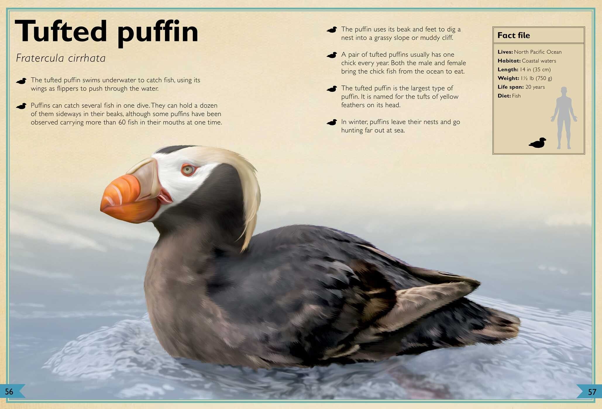 The Magnificent Book of Ocean Creatures